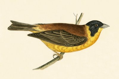 Schwarzkehlchen, Illustration aus 