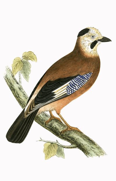 Schwarzkehlhäher, Illustration aus 