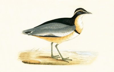 Schwarzstirnregenpfeifer, Illustration aus 
