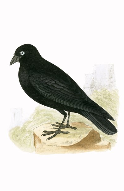 Schwarze Dohle, Illustration aus 