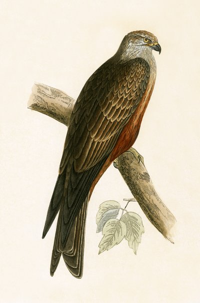 Schwarzer Milan, Illustration aus 