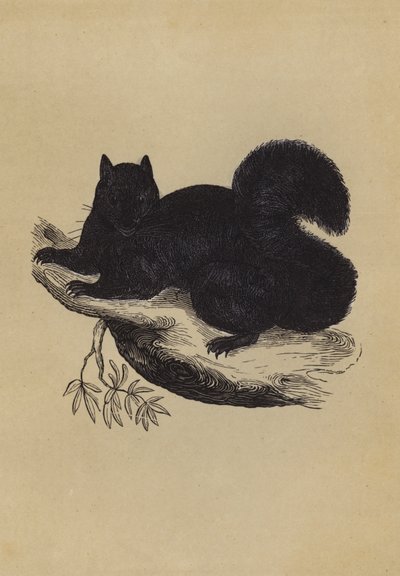 Schwarzes Eichhörnchen von English School