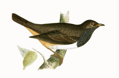 Schwarzkehl-Drossel, Illustration aus 
