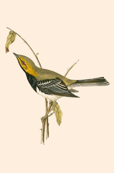 Schwarzkehl-Waldsänger, Illustration aus 