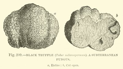 Schwarzer Trüffel (Tuber melanospermum); Ein unterirdischer Pilz von English School