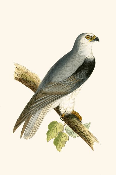 Schwarzer Flügelweih, Illustration aus 