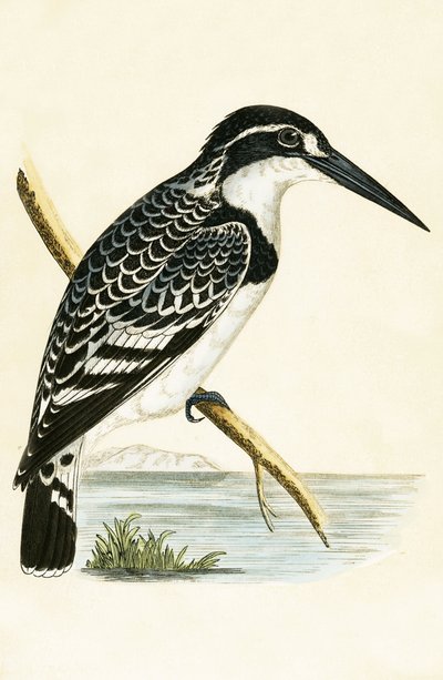 Schwarz-Weiß-Eisvogel, Illustration aus 