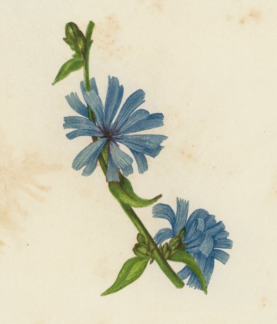 Wegwarte, Cichorium Intybus von English School