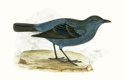 Blauamsel, Illustration aus 