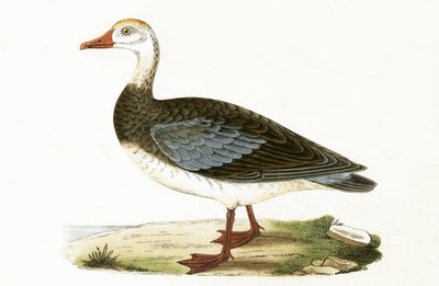 Blauflügelgans, Illustration aus 