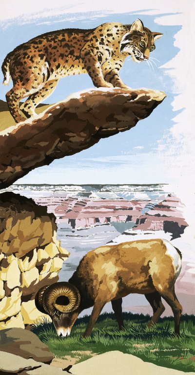 Luchs und Dickhornschaf im Grand Canyon National Park von English School