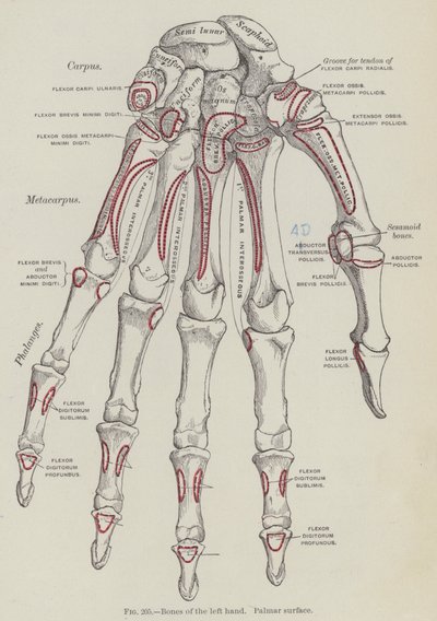 Knochen der linken Hand, Palmarfläche von English School
