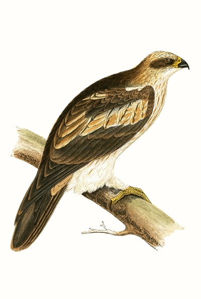 Stiefeladler, Illustration aus 