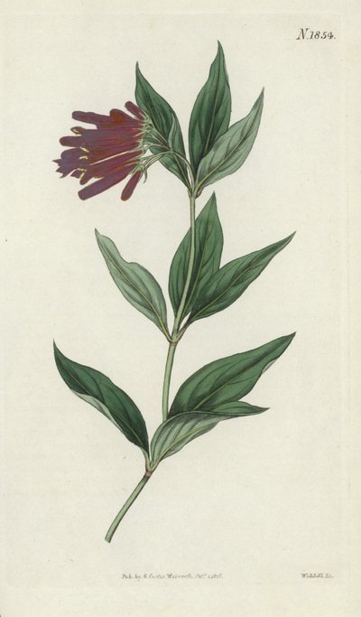 Botanische Gravur von English School