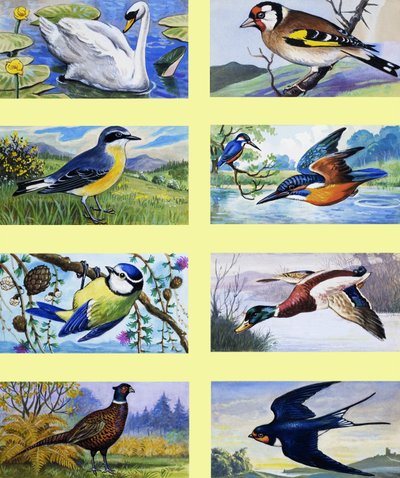 Britische Vögel Montage von English School