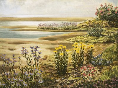 Britische Salzwiesenblumen von English School