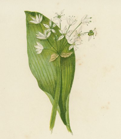 Breitblättriger Bärlauch, Allium Ursinum von English School