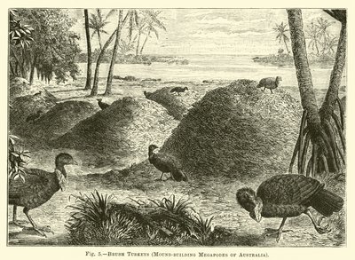 Buschtruthähne, Hügelbauende Megapoden Australiens von English School