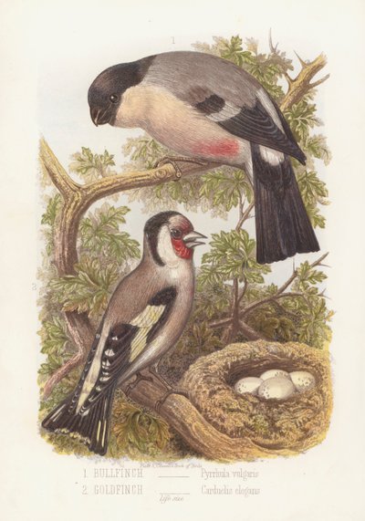 Gimpel, Pyrrhula Vulgaris und Stieglitz, Carduelis Elegans von English School