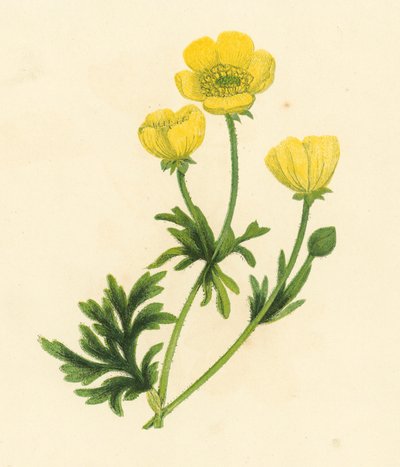 Hahnenfuß, Ranunculus Bulbosus von English School