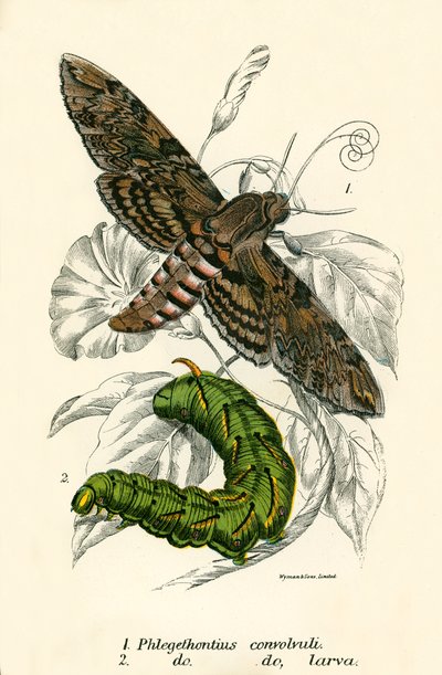 Schmetterlinge von English School