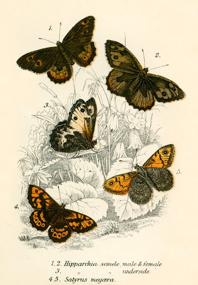 Schmetterlinge von English School