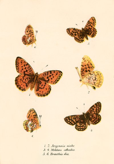 Schmetterlinge von English School