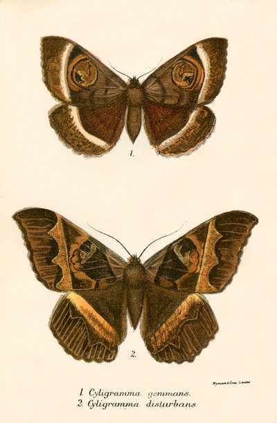 Schmetterlinge von English School