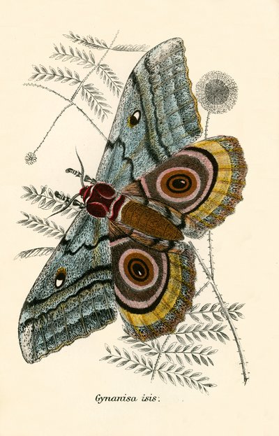 Schmetterlinge von English School