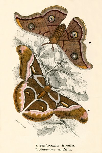 Schmetterlinge von English School