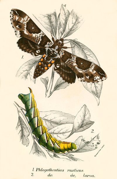 Schmetterlinge von English School