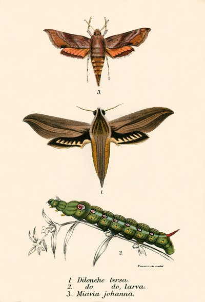 Schmetterlinge von English School