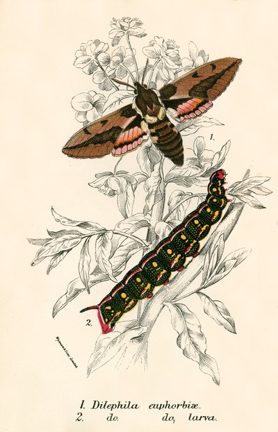 Schmetterlinge von English School