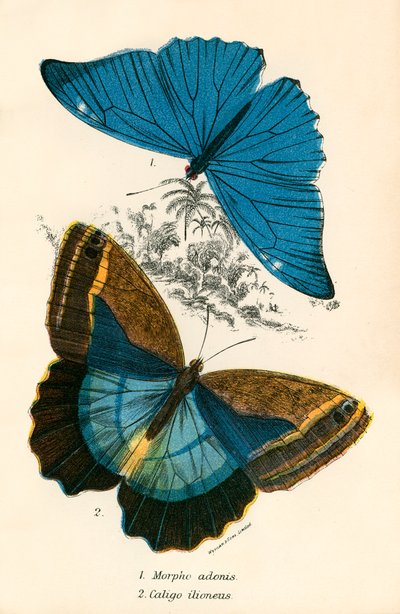 Schmetterlinge von English School