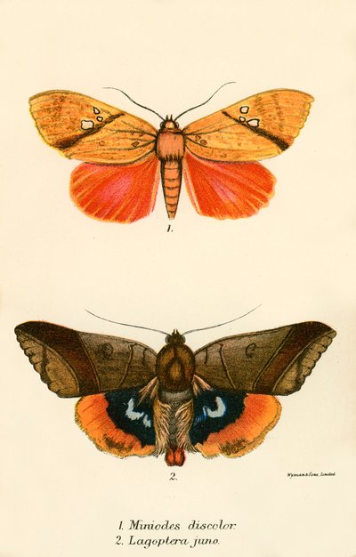 Schmetterlinge von English School