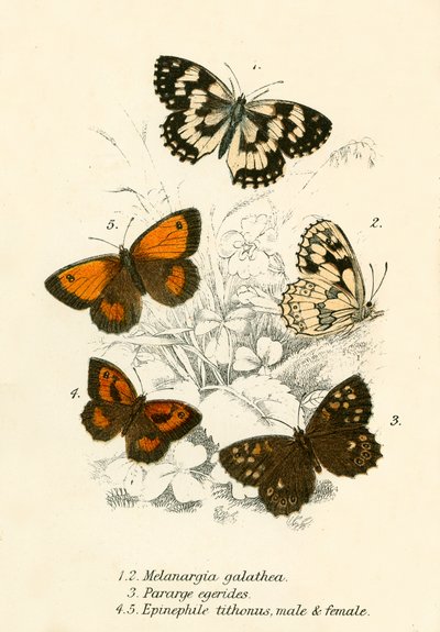 Schmetterlinge von English School