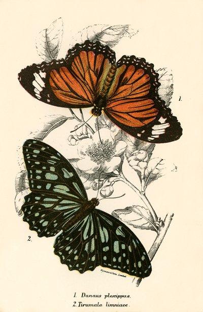 Schmetterlinge von English School