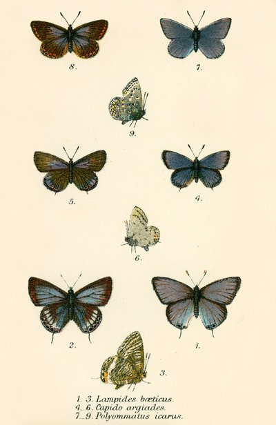 Schmetterlinge von English School