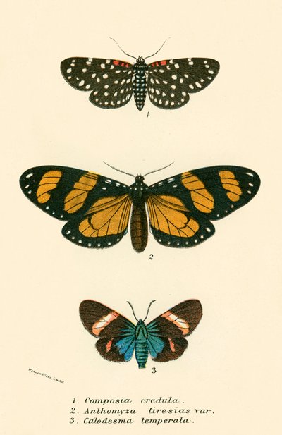 Schmetterlinge von English School