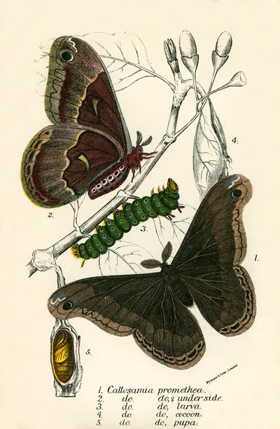 Schmetterlinge von English School