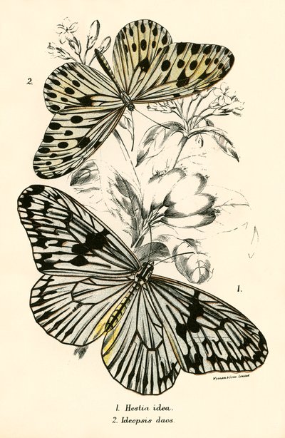 Schmetterlinge von English School