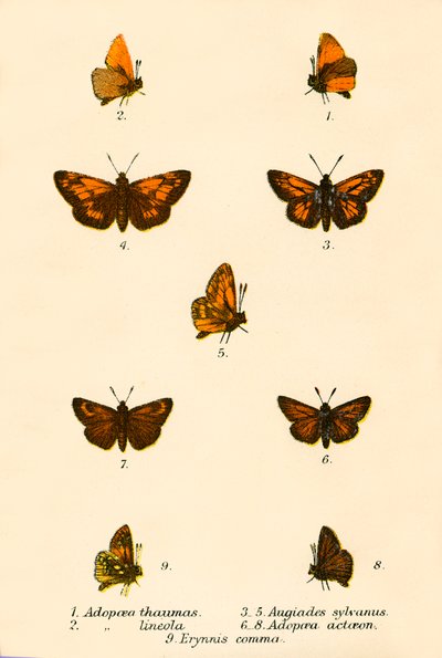 Schmetterlinge von English School