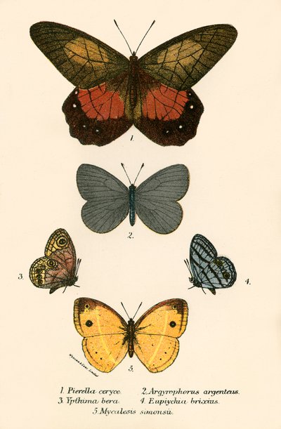 Schmetterlinge von English School