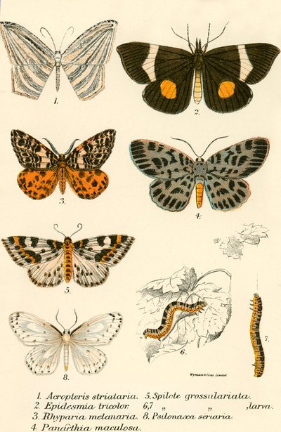 Schmetterlinge von English School