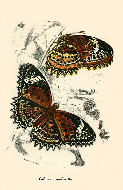 Schmetterlinge von English School