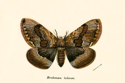 Schmetterlinge von English School