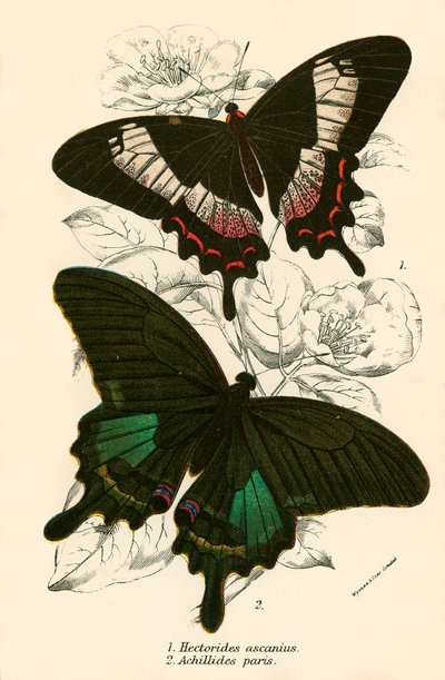 Schmetterlinge von English School