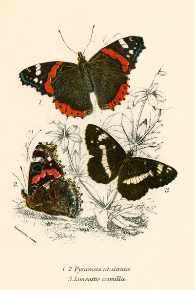 Schmetterlinge von English School