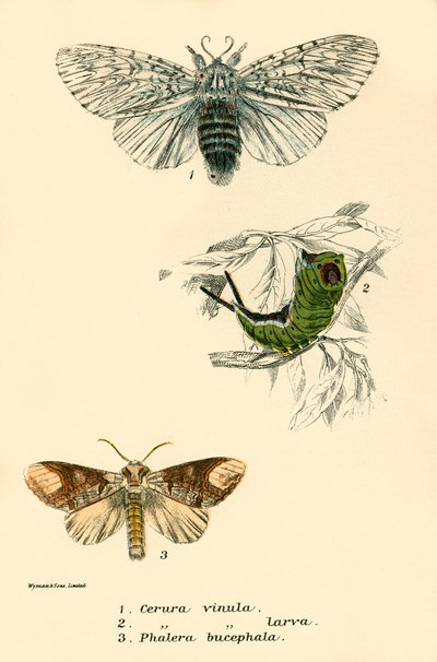 Schmetterlinge von English School