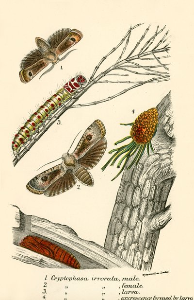 Schmetterlinge von English School